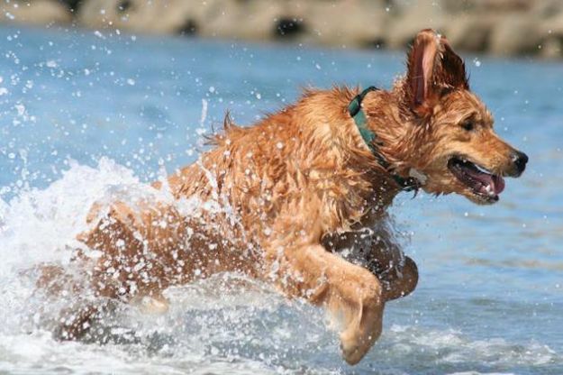 spiagge-per-cani-2015 spiagge per cani 2015
