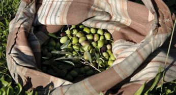 La tradizione dell'olio extravergine d'oliva diventa sempre più green