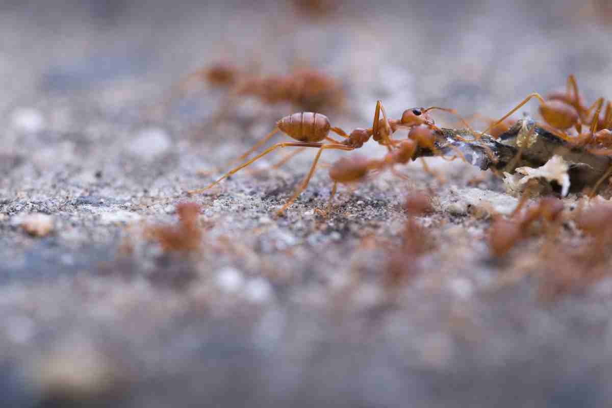 Allontanare le formiche