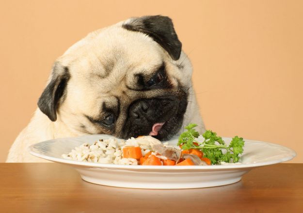 alimenti-pericolosi per animali alimenti pericolosi per animali