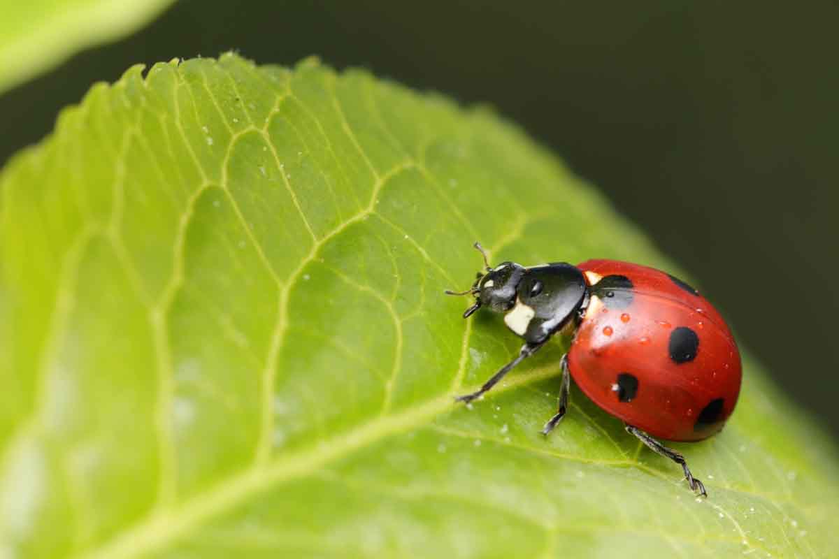 coccinella