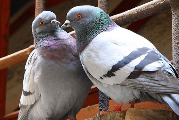 come allontanare i piccioni dal balcone