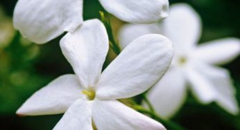 Come coltivare il gelsomino in vaso