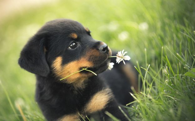cose-che-non-sai-sui-cani cose-che-non-sai-sui-cani