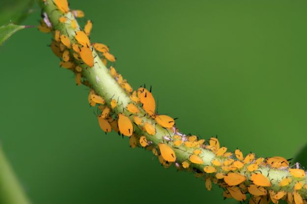 aphid afidi