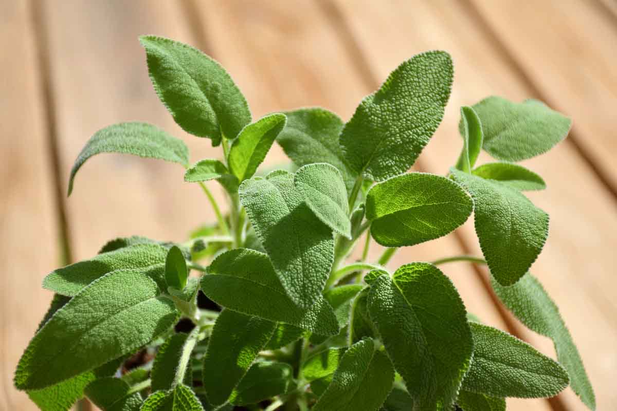 Piante aromatiche: la salvia