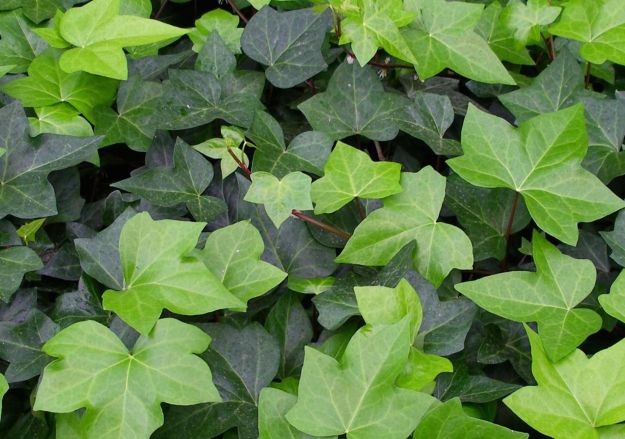 edera-proprieta-benefici edera proprieta benefici