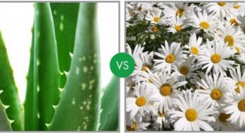 Quale erba medicinale preferisci?
