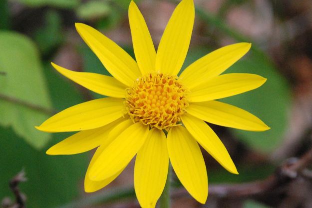 pomata-all-arnica-ricetta pomata all arnica ricetta