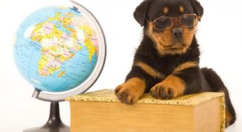 Viaggiare all'estero con gli animali: 6 consigli ad hoc