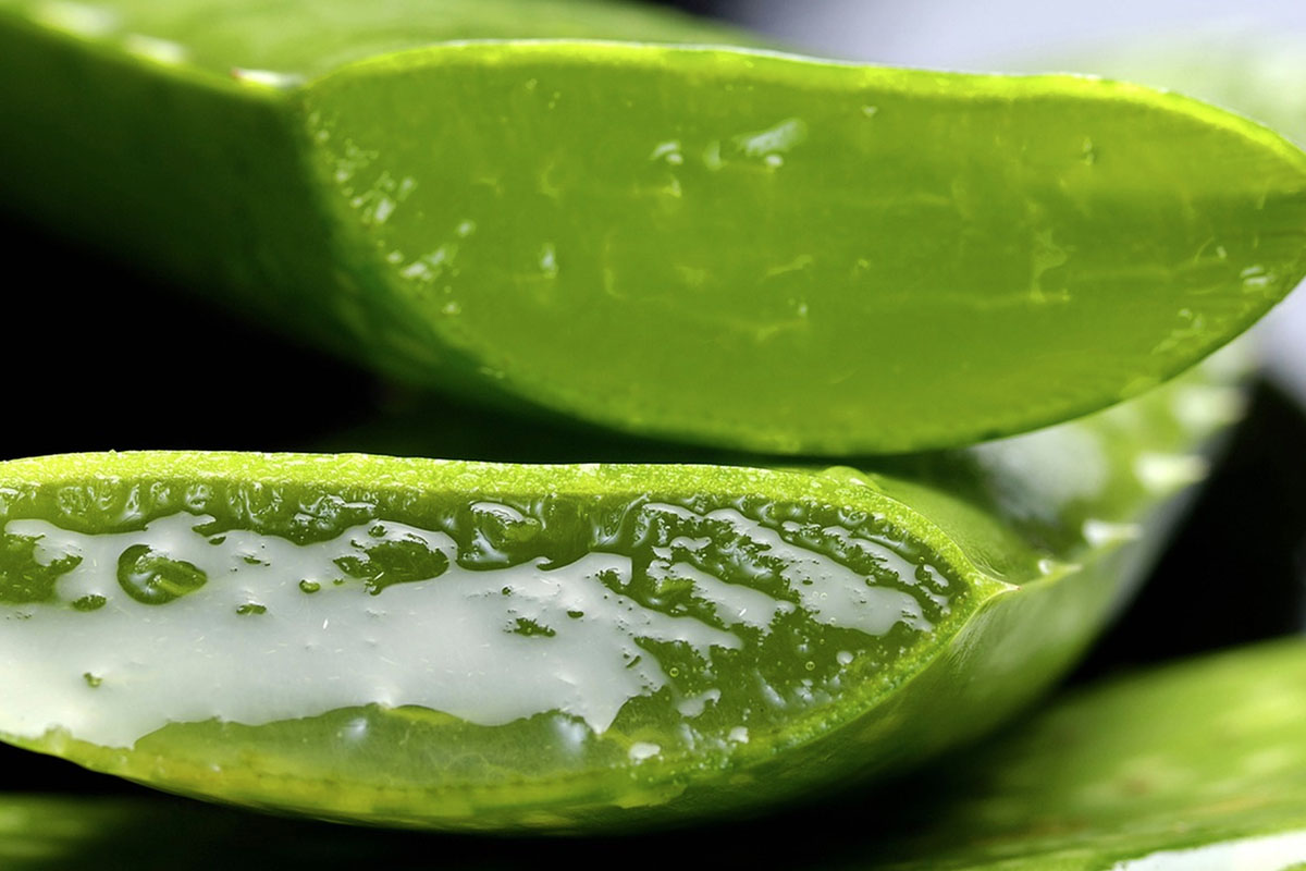 aloe vera