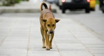 Abbandono dei cani d'estate: una guida per aiutare gli animali