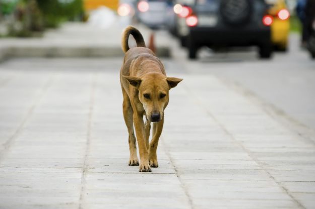 cani-abbandonati cani-abbandonati