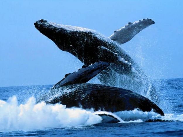 cetacei cetacei