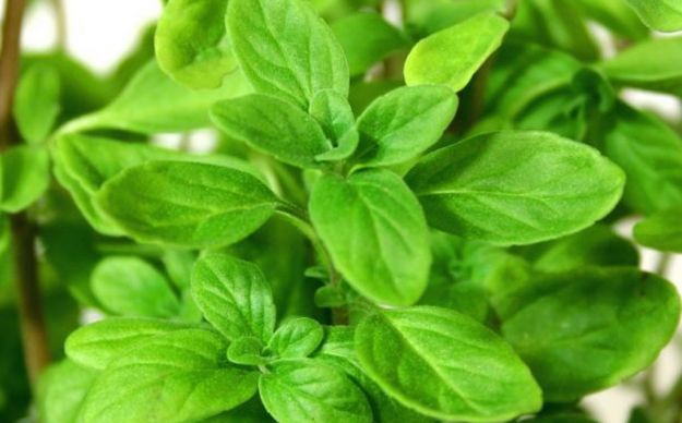 123RF Sweet marjoram come coltivare la maggiorana