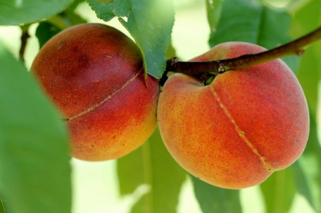 come-coltivare-le-pesche come coltivare le pesche