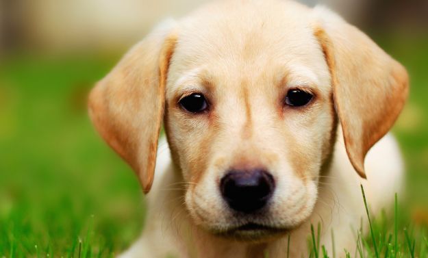 come eliminare odore cane casa rimedi naturali