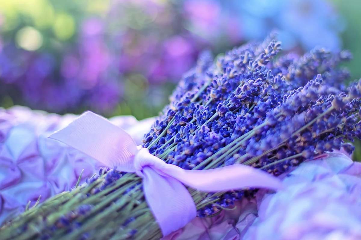 lavanda