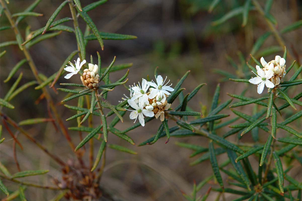 ledum palustre