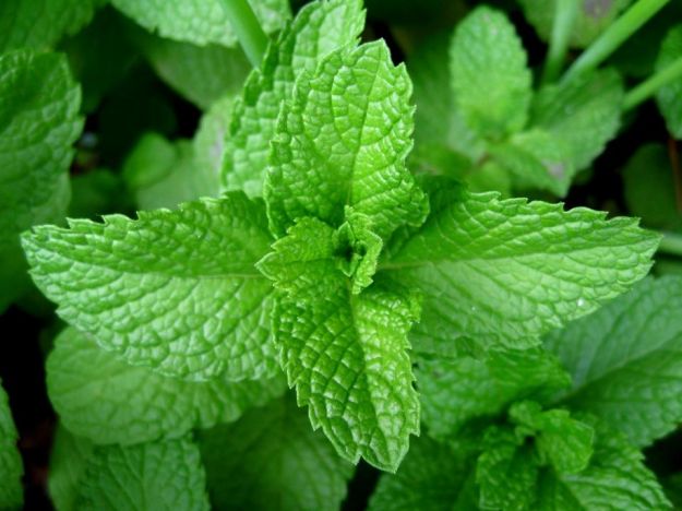 menta-piperita-proprieta-benefiche-ricette menta piperita proprieta benefiche ricette