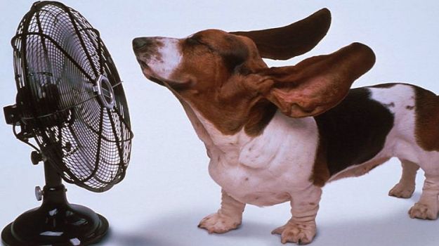 rimedi naturali contro il caldo per cani