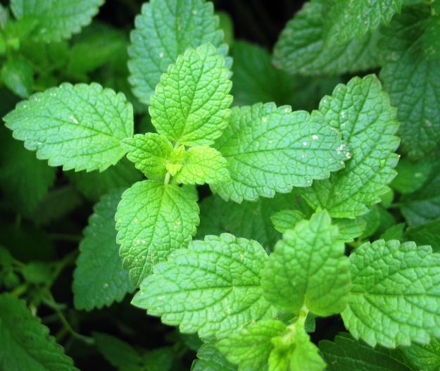 menta menta