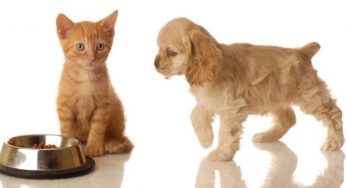 7 miti e verità sugli alimenti degli animali domestici