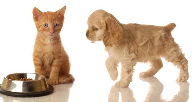 pet-food pet-food