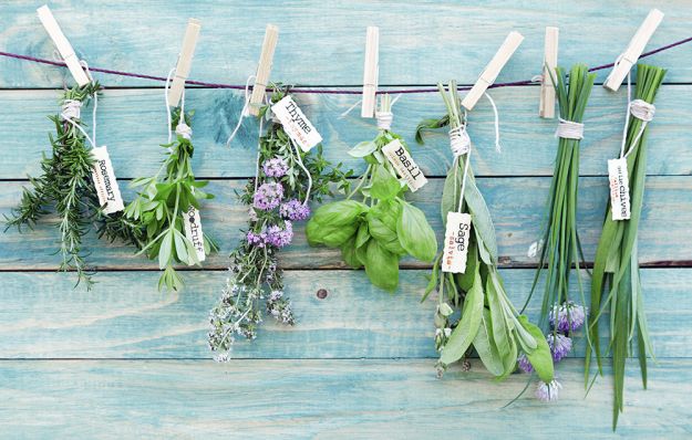 erbe-aromatiche erbe aromatiche