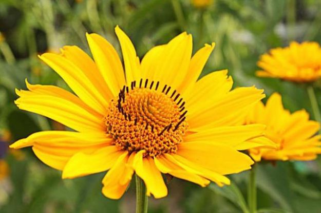 arnica-proprieta-curative-benefici arnica proprieta curative benefici