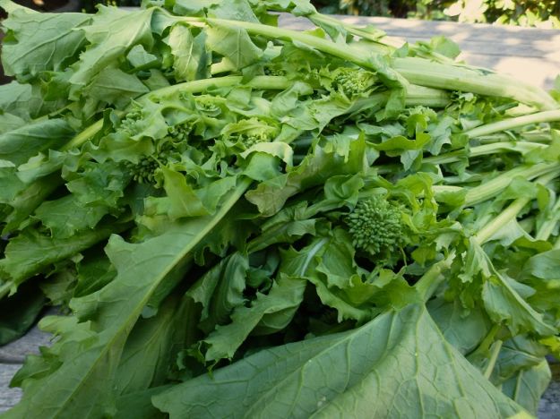 cime-di-rapa cime-di-rapa