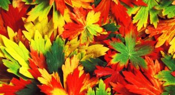 Cromoterapia: cos'è e a cosa serve