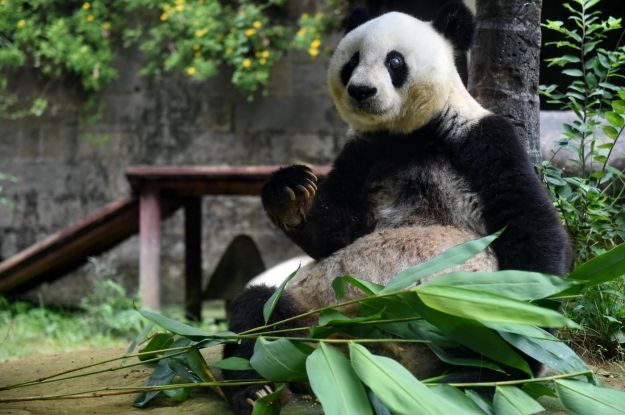 Cina, panda gigate a Fuzhou curiosita sul panda