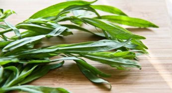 Dragoncello: proprietà e uso