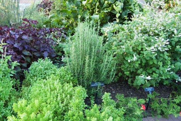 erbe-aromatiche erbe-aromatiche