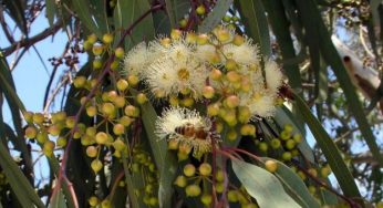 Eucalipto: 7 proprietà terapeutiche
