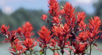 Fiori californiani: a cosa servono e come si usano