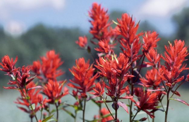 fiori californiani a cosa servono come si usano