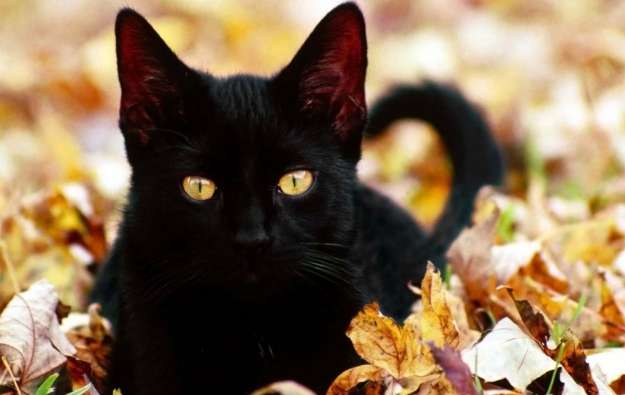 gatti-neri-halloween gatti neri halloween