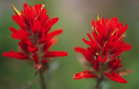 indian paintbrush fiori californiani