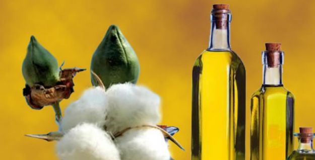 olio-di-cotone olio-di-cotone
