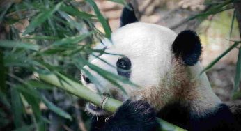 15 curiosità sul panda