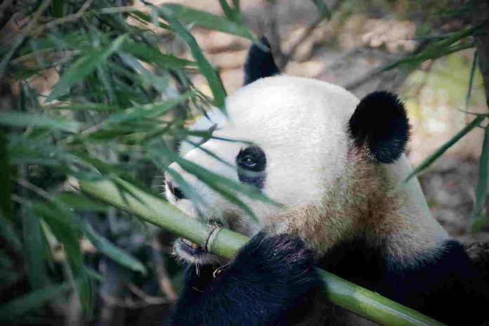 Panda mangia bambù