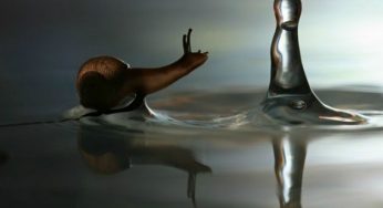 Sciroppo di lumache per la tosse