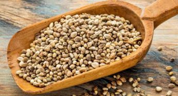 Semi di canapa: proprietà benefiche e ricette