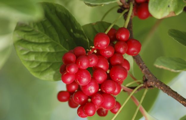 Schizandra Schizandra