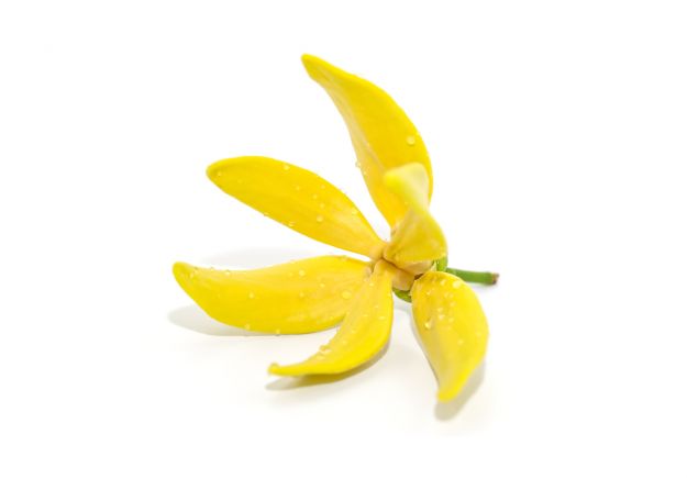 YlangYlang YlangYlang