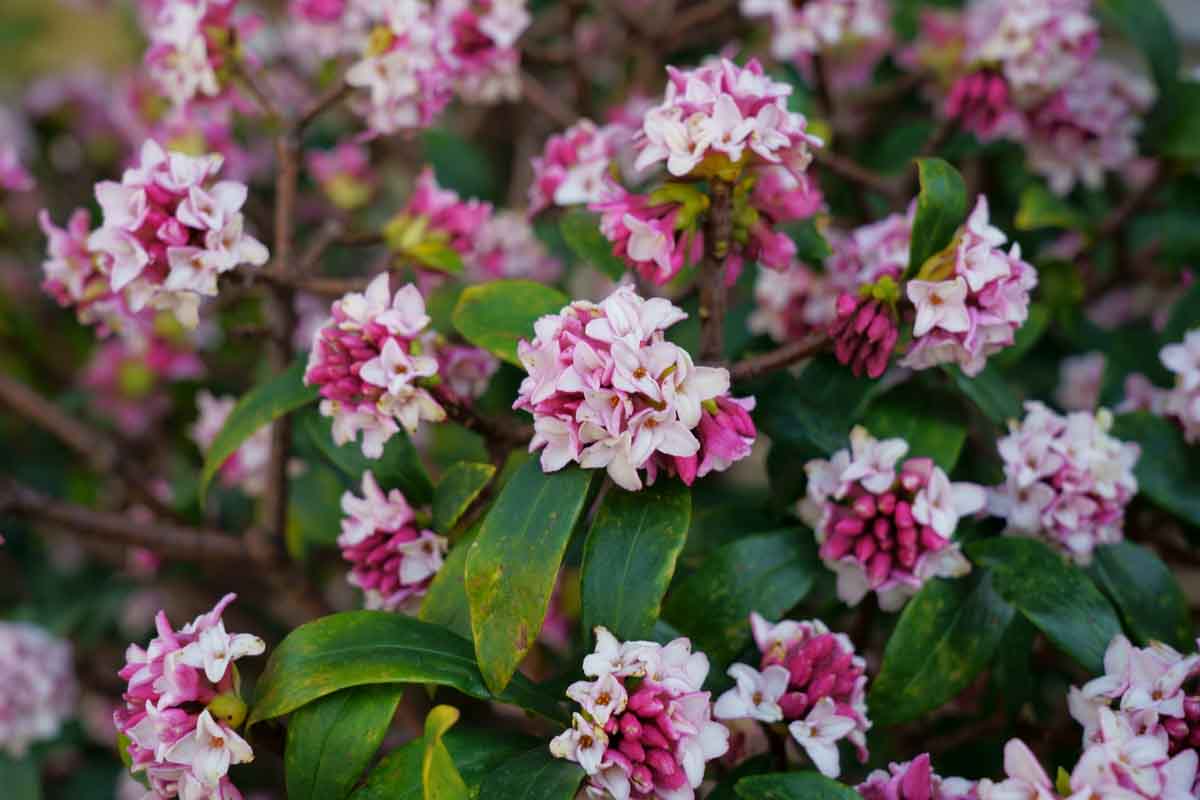 Daphne