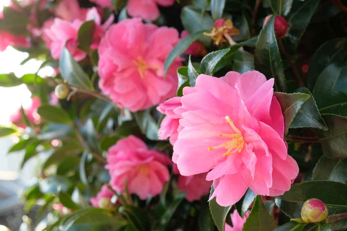 camelia
