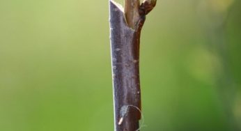 Innesto a gemma: cos'è e come farlo